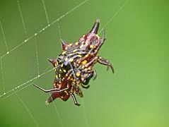 Anggi: Jewel-Spider (Austracantha)