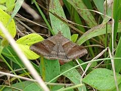 Anggi: Schmetterling