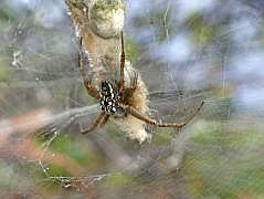 Anggi: Spinne mit Kokon