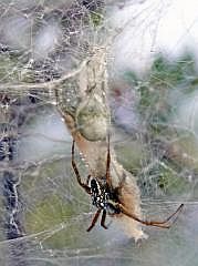 Anggi: Spinne mit Kokon