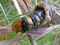 Anggi: Groe Raupe mit Kcher (Psychidae, Metura elongatus?)