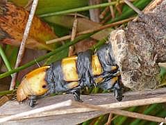 Anggi: Groe Raupe mit Kcher (Psychidae, Metura elongatus?)