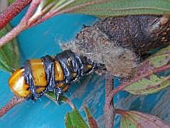 Anggi: Groe Raupe mit Kcher (Psychidae, Metura elongatus?)