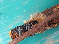 Anggi: Groe Raupe mit Kcher (Psychidae, Metura elongatus?)