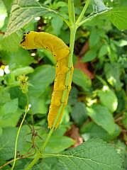 Manokwari/Amban: Groe Raupe (Totenkopf, Acherontia atropos?)