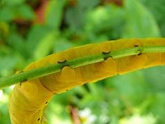 Manokwari/Amban: Groe Raupe (Totenkopf, Acherontia atropos?)