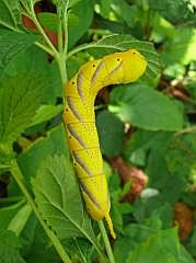 Manokwari/Amban: Groe Raupe (Totenkopf, Acherontia atropos?)