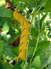 Manokwari/Amban: Groe Raupe (Totenkopf, Acherontia atropos?)