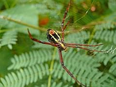 Manokwari/Amban: Spinne