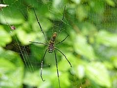 Manokwari/Amban: Seidenspinne