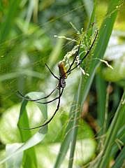 Manokwari/Amban: Seidenspinne