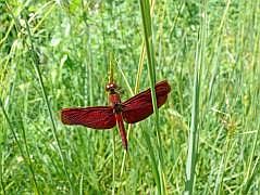 Manokwari/Danau Kabori: Libelle (Neurothemis fluctuans)