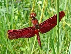 Manokwari/Danau Kabori: Libelle (Neurothemis fluctuans)