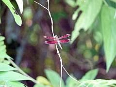Manokwari/Danau Kabori: Libelle (Neurothemis fluctuans?)
