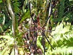 Manokwari/Danau Kabori: Seidenspinne