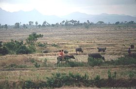 Landschaft mit Wasserbffeln bei Bantaeng