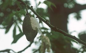 aufgeplatzte Kapsel des Kapok-Baumes