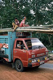 Lastwagen mit Bambus in Tanaberu