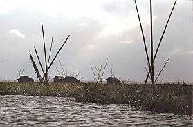 Tempe-See: schwimmende Grten und Bugis-Siedlung