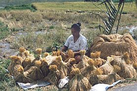 Eine Frau bindet Reisgarben (alter Reis)