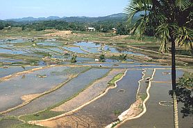 Reisfelder bei Mamasa