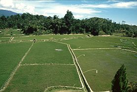 Kariango: Reisfelder