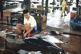 Majene: Mann zerlegt Thunfisch