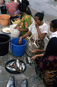 Majene: Die Frauen warten auf den Fisch