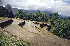Reisterrassen zwischen Malino und Sinjai
