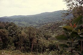 Regenwald zwischen Kendari und Kolaka