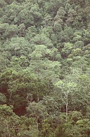 Regenwald zwischen Kendari und Kolaka