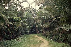 Sagopalmen im sumpfigen Dschungelgebiet