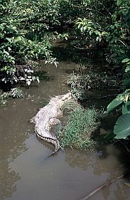 Krokodil in einer Krokodilfarm