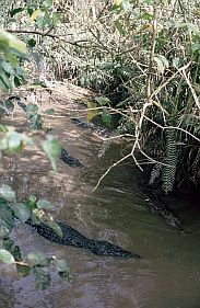 Krokodile in einer Krokodilfarm