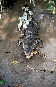 Krokodil in einer Krokodilfarm