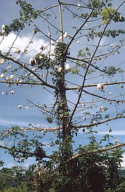 Kapok-Baum mit Frchten