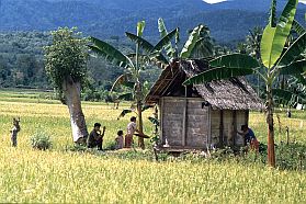 Htte und Menschen im Reisfeld