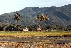 Reisfelder bei Bakekau