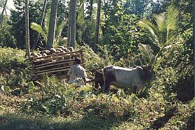 Kokosnuss-Ernte, Transport mit dem Bffelkarren
