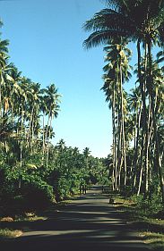 Kokos-Plantage