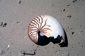 Insel Bukabuka: Nautilus-Schale