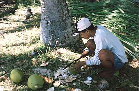 Insel Bukabuka: Eine Kokosnuss wird geschlachtet