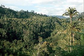 Kebun Kopi: Gewrznelken-Plantagen