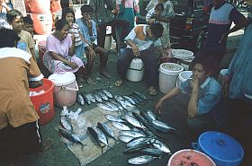 Ampibabo: Fischhandel