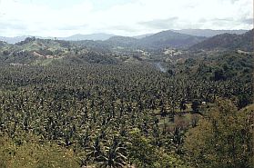 Landschaft zwischen Moutong und Gorontalo