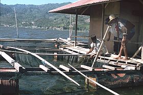 Limboto-See: Fischzucht