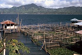 Tondano-See: Fischzuchten