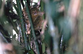 Tangkoko-Nationalpark: Tarsius-ffchen