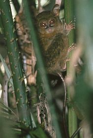 Tangkoko-Nationalpark: Tarsius-ffchen