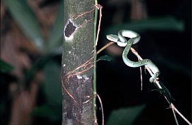 Tangkoko-Nationalpark: Grne Baumschlange